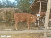 母牛, Limousin cow — 照片 2