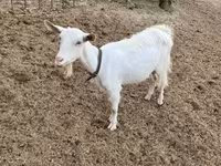 母山羊, Saanen goat — 照片 1
