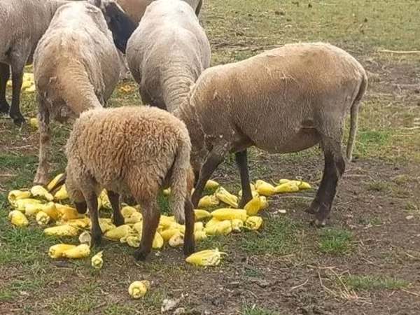 Qoç, Tsigai sheep