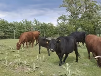 Cow, Dexter — photo 4