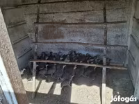Guinea fowl — photo 1