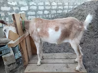 Echki, Saanen goat — 6-rasm
