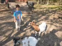 公山羊, Dutch Landrace goats — 照片 2