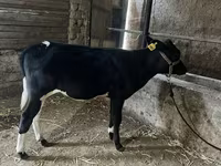 मवेशी (लॉट, लिंग निर्दिष्ट नहीं), Russian Black pied cattle — फ़ोटो 5