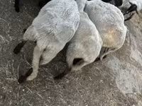 Ovelha, Dorper sheep — foto 2