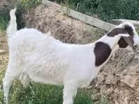 बकरी, Boer goat — फ़ोटो 1