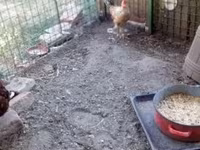 Chickens — fotografija 3