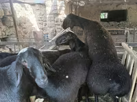 Ovan, Rhon sheep — fotografija 1