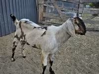 Теке, Nubian Goat — 4-сурет