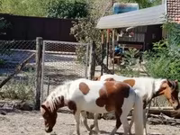 Yegua, Caballos — foto 3
