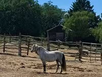 Mare, Horses — photo 7
