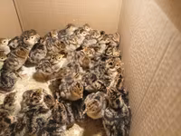 Turkeys — photo 2