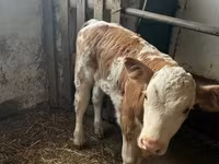 Бұқа, Simmental cattle — 2-сурет