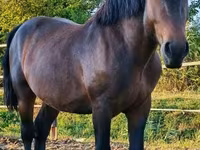 Caballo, Međimurje horse — foto 5