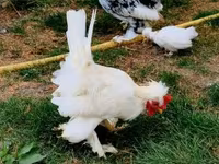 Chickens — الصورة 6
