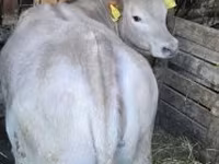 सांड, गोलस्टीन नस्ल — फ़ोटो 1