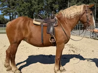 Cavalo, Belgian Draught — foto 4