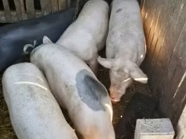 母猪, Pigs