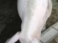 Säue, Schweine — Foto 3