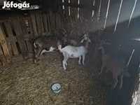 Jarac, Alpine goat — fotografija 2