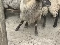 Oveja, White Suffolk sheep — foto 3