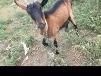 Cabra, Cabras — foto 2