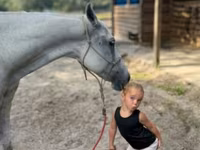 Kobila, Quarter Horse — fotografija 4