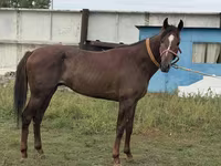 Pastuv, Arabian horse — fotografija 2