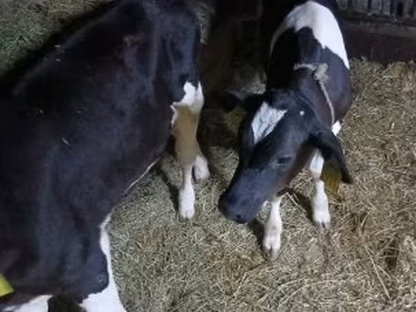 公牛, Russian Black pied cattle