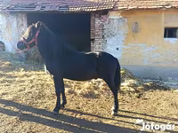 Pastuv, Коњи — fotografija 2