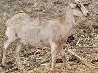 雌ヤギ, Nubian Goat — 写真 2