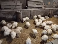 Chickens — fotografija 4