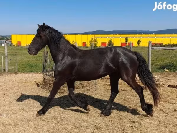 घोड़ी, Friesian