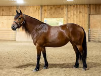 Kobila, Friesian — fotografija 4