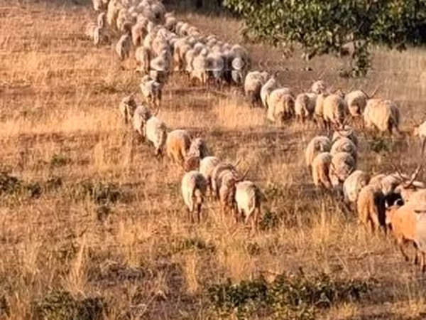 Qoyun, Racka sheep