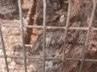 Quails — 写真 2