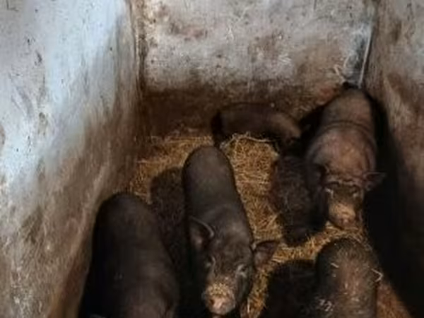 Porca, Porcos — Hungria