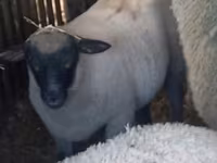 母羊, Sheep — 照片 1