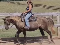 Kobila, Kentucky mountain daddle horse — fotografija 2