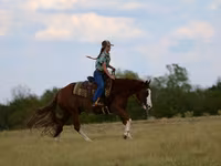 Koń, Quarter Horse — zdjęcie 6