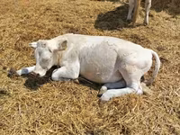 सांड, Charolais cattle — फ़ोटो 2