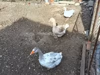 Geese — Foto 2