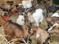 Koza, Alpine goat — zdjęcie 1