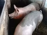 母猪, Pigs — 照片 3