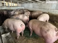 公猪, Pigs — 照片 3