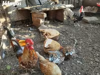 汉堡 — 照片 3