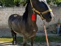 At, Nonius horse — foto 1