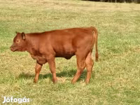 Touro, Aberdeen-Angus — foto 1