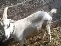 Goat, Saanen goat — photo 6