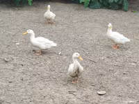 Nemački pekin — fotografija 5